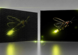 MiniLED Firefly NEXT SYSTEM Sujet